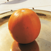  COURGE COMESTIBLE COURGE COMESTIBLE-Pomme d'or (Cucurbita pepo)-Graines non traitées - PROSEM
