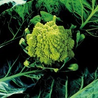  CHOU-FLEUR de diversification CHOU-FLEUR de diversification-VERONICA F1 (Brassica oleracea var. botrytis)-Graines biologiques certifiées - PROSEM