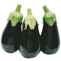 Graines potagères AUBERGINE BLACK PEARL F1 (Solanum melongena) - PROSEM