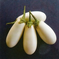 Graines potagères AUBERGINE ALKON F1 (ex ALBINO) (Solanum melongena) - PROSEM