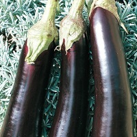  AUBERGINE AUBERGINE-DE BARBENTANE (Solanum melongena)-Graines biologiques certifiées - PROSEM