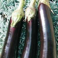 Graines potagères AUBERGINE DE BARBENTANE (Solanum melongena) - PROSEM