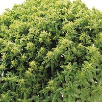 Graines potagères BASILIC Fin vert compact (Ocimum basilicum) - PROSEM