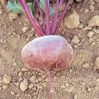 Graines potagères BETTERAVE NOIRE D'EGYPTE (Beta vulgaris) - PROSEM