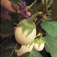  AUBERGINE AUBERGINE-BLANCHE RONDE A OEUF (White Egg) (Solanum melongena)-Graines non traitées - PROSEM