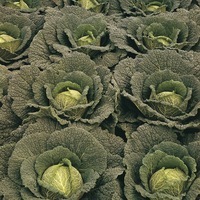  CHOU DE MILAN CHOU DE MILAN-WIROSA F1 (Brassica oleracera capitata saubadan)-Graines traitées - PROSEM