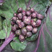 Graines potagères CHOU DE BRUXELLES RUBINE (Brassica oleracera gemmifera) - PROSEM