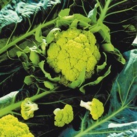 Graines potagères CHOU-FLEUR de diversification VITAVERDE F1 (Brassica oleracea botrytis botrytis) - PROSEM