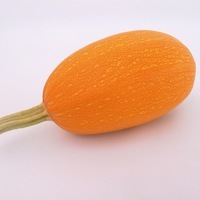  COURGE COMESTIBLE COURGE COMESTIBLE-ORANGETTI F1 (Curcubita)-Graines biologiques certifiées - PROSEM