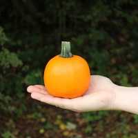  COURGE HALLOWEEN COURGE HALLOWEEN-WE BE LITTLE (Curcubita pepo)-Graines non traitées - PROSEM