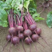 Graines potagères BETTERAVE MANZU F1 (Beta vulgaris) - PROSEM