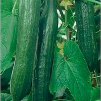 Graines potagères CONCOMBRE LONG HOLLANDAIS FEMSPOT F1 (Cucumis sativus) - PROSEM