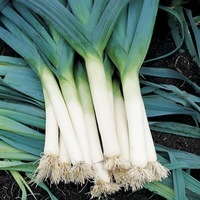 Graines potagères POIREAU Blauwgroene Herfst TADORNA - PROSEM