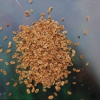  ANETH ANETH-OFFICINAL (Anethum graveolens)-Graines biologiques certifiées - PROSEM