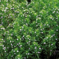 Graines potagères SARRIETTE ANNUELLE HORTENSIS (Satureja hortensis) - PROSEM