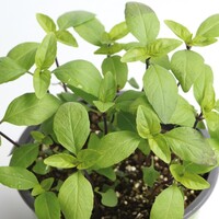  BASILIC BASILIC-ANIS (Ocimum basilicum)-Graines non traitées - PROSEM