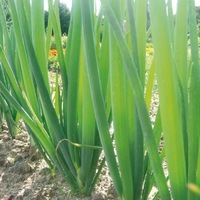  CIBOULE CIBOULE-BLANCHE (Allium fistulosum)-Graines biologiques certifiées - PROSEM