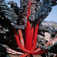 Graines potagères POIREE RED CHARD race CHARLIK - PROSEM