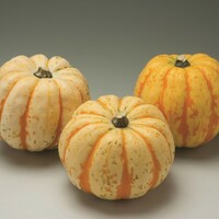  COURGE DECORATIVE COURGE DECORATIVE-CELEBRATION F1- - PROSEM