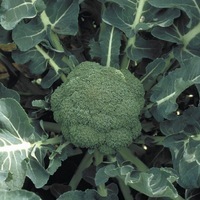 Graines potagères CHOU BROCOLI MARATHON F1 (Brassica oleracera botrytis cymosa) - PROSEM