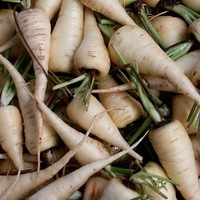  CAROTTE CAROTTE-Blanche de Küttingen (Daucus carota)-Graines biologiques certifiées - PROSEM