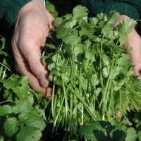 Graines potagères CORIANDRE CASA - PROSEM