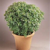 Graines potagères BASILIC Fin vert FINIK (Ocimum basilicum) - PROSEM