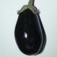  AUBERGINE AUBERGINE-BONICA F1 (Solanum melongena)-Graines non traitées - PROSEM
