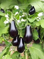  AUBERGINE AUBERGINE-TRAVIATA F1 (Solanum melongena)-Graines non traitées - PROSEM
