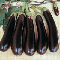  AUBERGINE AUBERGINE-BALUROI F1 (Solanum melongena)-Graines non traitées - PROSEM