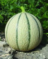  MELON MELON-STELLIO F1- - PROSEM