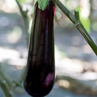  AUBERGINE AUBERGINE-NILO F1 (Solanum melongena)-Graines non traitées - PROSEM
