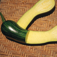  COURGETTE de diversification COURGETTE de diversification-LONGUE DE NICE-Graines biologiques certifiées - PROSEM