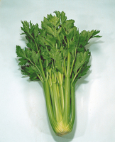 Graines potagères CELERI branche DARKLET F1 (Apium graveolens L.) - PROSEM