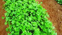 Graines potagères CORIANDRE CRUISER (Coriandrum sativum) - PROSEM