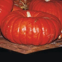  COURGE COMESTIBLE COURGE COMESTIBLE-ROUGE VIF D'ETAMPES (Curcubita)-Graines biologiques certifiées - PROSEM