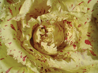 Graines potagères CHICOREE SAUVAGE CASTELFRANCO FENICE - PROSEM