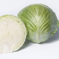 Graines potagères CHOU CABUS PRONCA F1 (Brassica oleracera capitata alba) - PROSEM