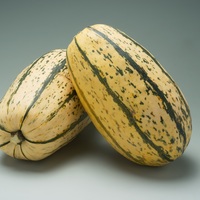  COURGE COMESTIBLE COURGE COMESTIBLE-DELICATA (Cucurbita pepo)-Graines biologiques certifiées - PROSEM