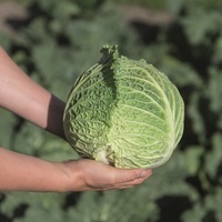 Graines potagères CHOU DE MILAN DARSA F1 (Brassica oleracera capitata saubadan) - PROSEM