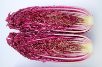 Graines potagères CHOU CHINOIS Pe Tsaï SCANSIE F1 (Brassica rapa L. subsp. chinensis) - PROSEM