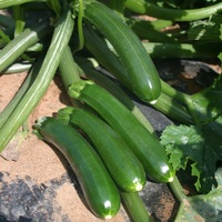  COURGETTE cylindrique COURGETTE cylindrique-DUNJA F1-Graines biologiques certifiées - PROSEM