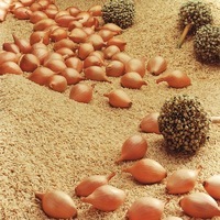 Graines potagères ECHALOTE AMBITION F1 - PROSEM