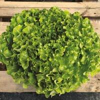 Graines potagères LAITUE ABRI TOUS TYPES FEREGA - PROSEM