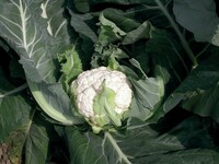 Graines potagères CHOU-FLEUR BARCELONA F1 (Brassica oleracea botrytis botrytis) - PROSEM