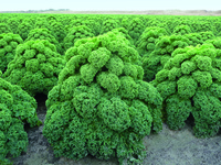  CHOU NON POMME CHOU NON POMME-OLDENBOR F1 (Brassica oleracea var. acephala)- - PROSEM