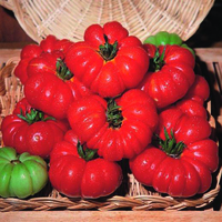 Graines potagères TOMATE CÔTELEE COSTOLUTO GENOVESE - PROSEM