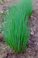  CIBOULETTE CIBOULETTE-STARO (Allium tuberosum)-Graines biologiques - PROSEM