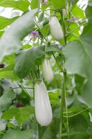 Graines potagères AUBERGINE LATO F1 (Solanum melongena) - PROSEM
