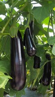 Graines potagères AUBERGINE KAZIMIR F1 (Solanum melongena) - PROSEM